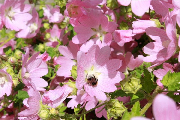 Любимая Старица. Свято-Успенский мужской монастырь