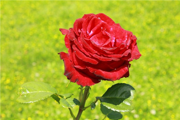 Любимая Старица. Свято-Успенский мужской монастырь