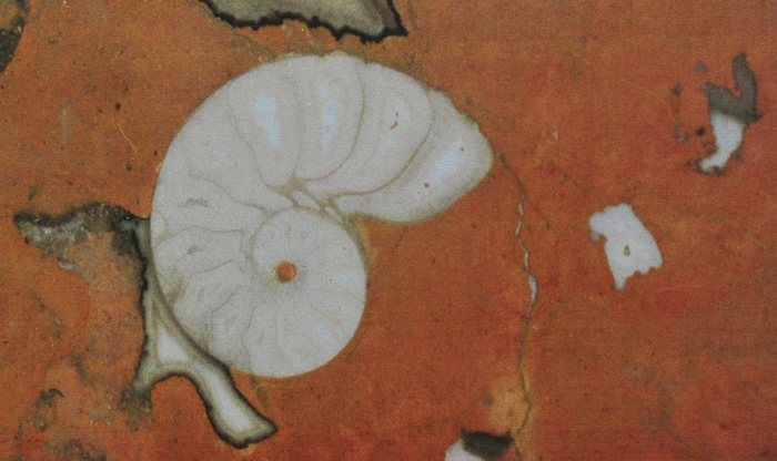 Звероящер и узоры времён динозавров в Московском метро