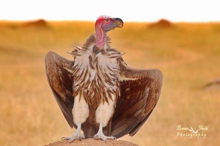 Любителям природы - профессиональные фотографии (выпуск 4)