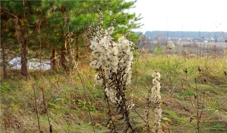 Гришутка — Винтажные куклы ГДР (Немки): Бигги