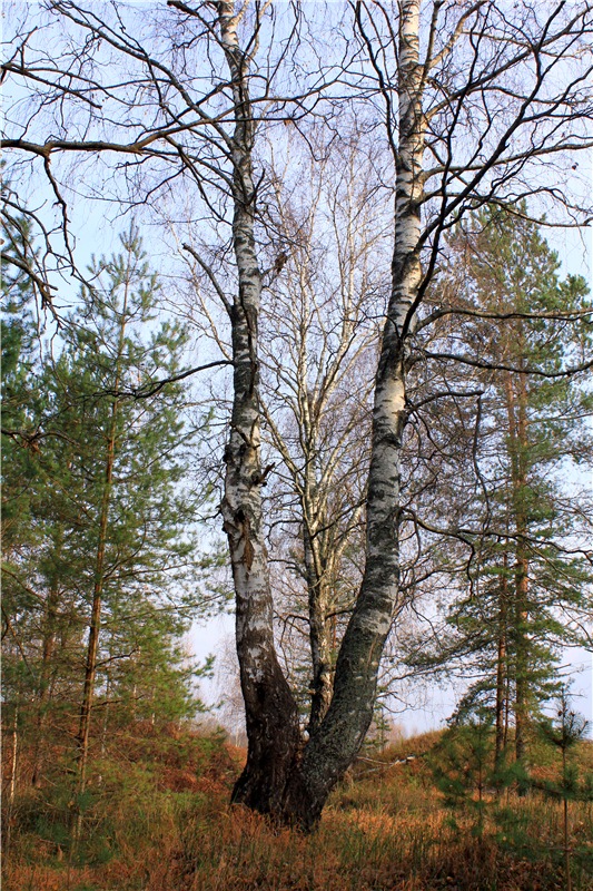 Гришутка — Винтажные куклы ГДР (Немки): Бигги