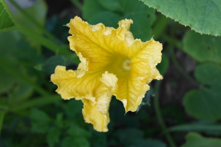 Мои куклы Kidz'n'Cats. Леночка 2015