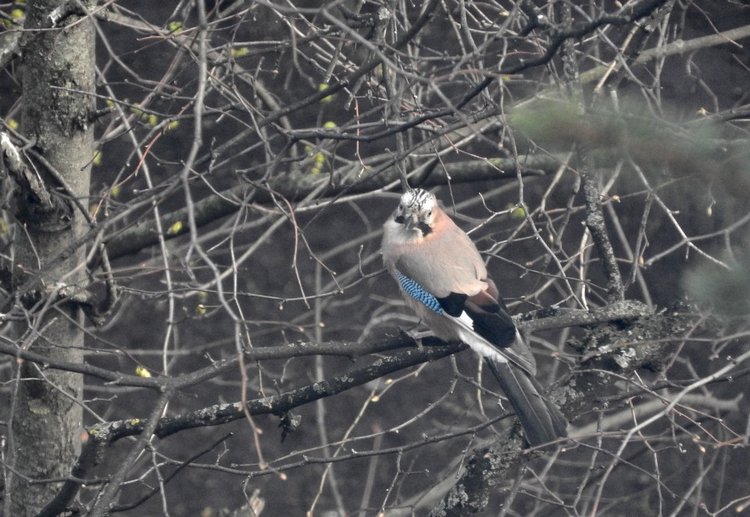 Сойки во дворе — Интересное и необычное: фотоподборки (фото 9)