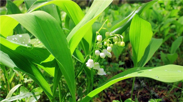 Ландышевый Лес. Twinkles Ella Chocolate