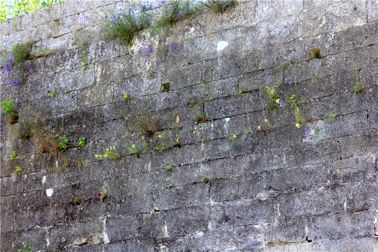 Тайны Древней Старицы — Культура