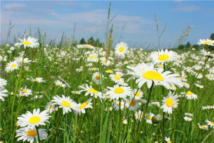 Ромашковый Июнь — Куклы Meadow dolls (Медовушки): BJD (БЖД)