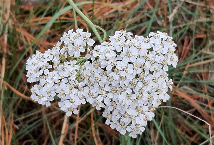 Сказка Оршинского Леса | Бэйбики Сказка Оршинского Леса — Куклы Meadow dolls (Медовушки): BJD (БЖД)