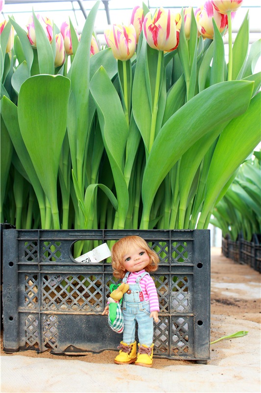 Выставка тюльпанов в Твери, продолжение