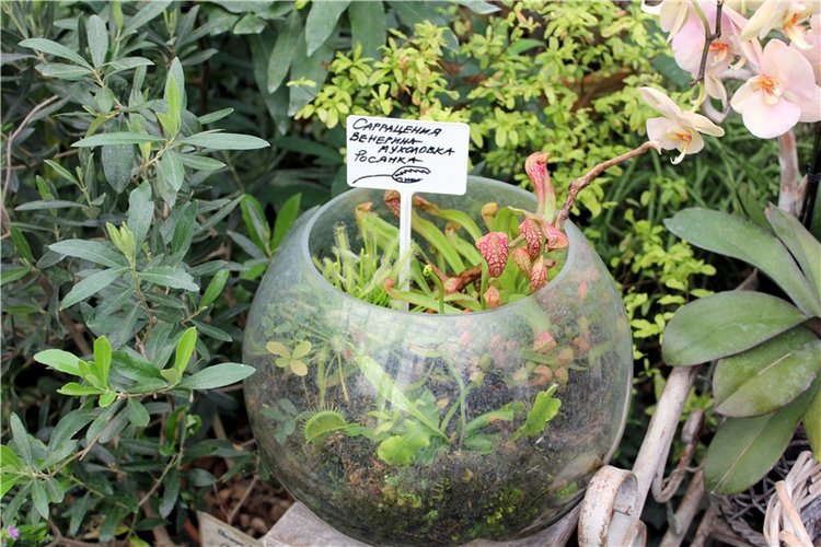 Тверской Ботанический Сад, продолжение | Бэйбики Тверской Ботанический Сад, продолжение