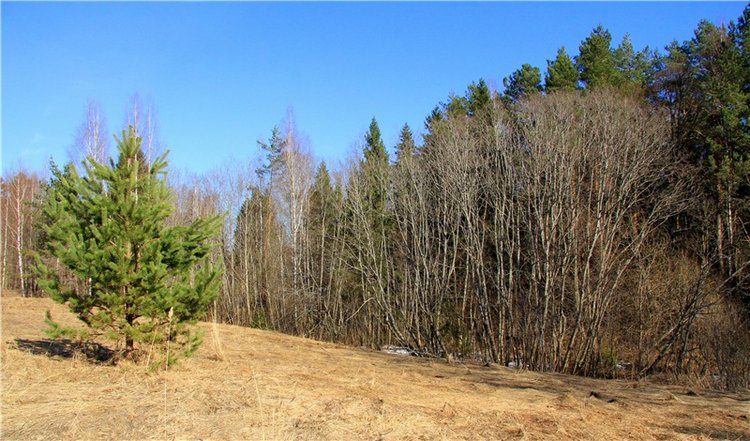 Апрельский день в Василёво, заключительная часть (фото 6)