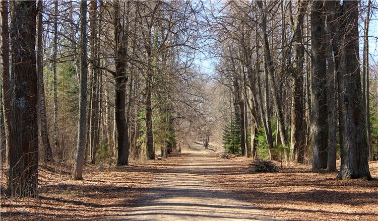 Апрельский день в Василёво (фото 5)