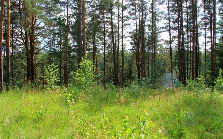 Девочка и Ёжик. Minifee Miyu FairlyLand | Бэйбики Девочка и Ёжик. Minifee Miyu FairlyLand