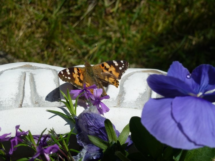Сочи-Адлер: Южное Взморье - Мои любимые куколки на отдыхе