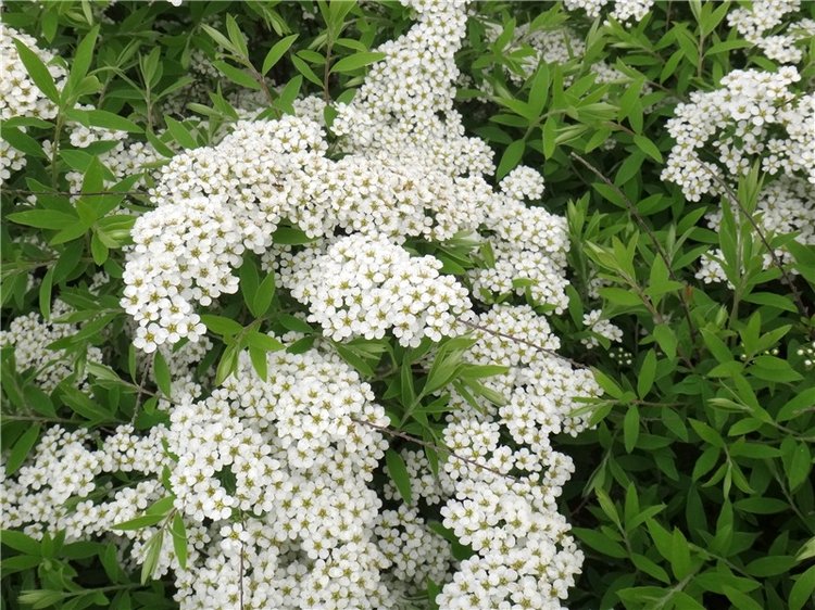 Милый мой город. Прогулка по Твери, заключительная часть (фото 7)