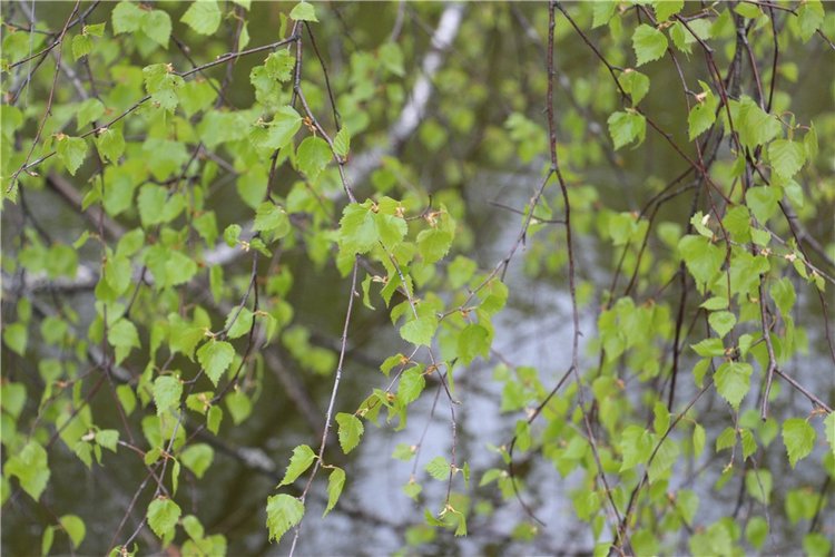 Один раз в год сады цветут