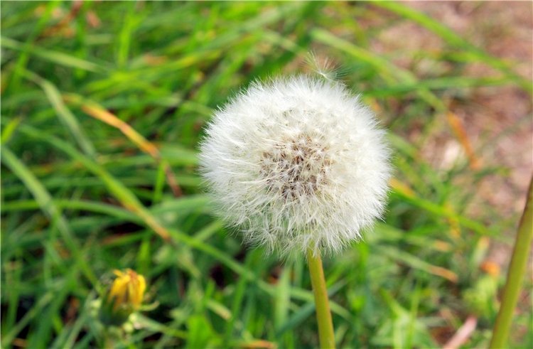 Странница во времени — Антикварные куклы Simon & Halbig (S&H): Симон Хальбиг (фото 8)