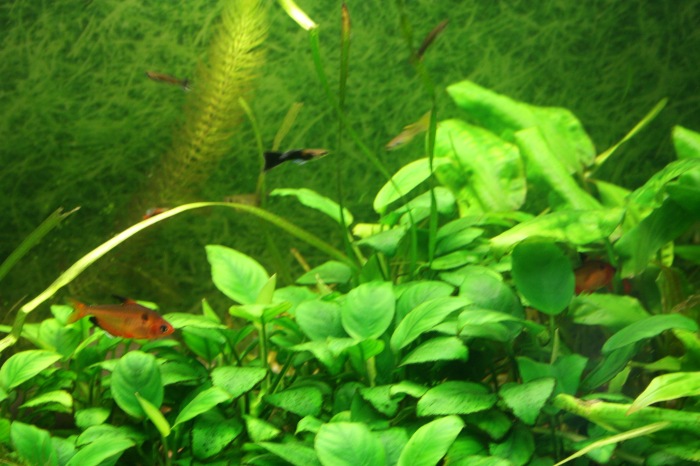 Псков. Эколого-биологический центр. Часть 2