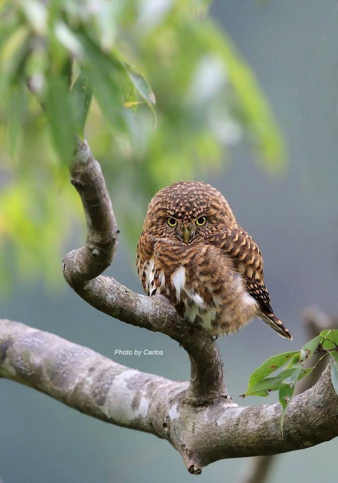 Любительские и профессиональные фотографии Сов (выпуск 2)