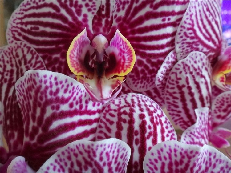 Софи. Lati HoneyBee New Mystic Sophie | Бэйбики Софи. Lati HoneyBee New Mystic Sophie