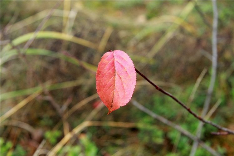 Осенняя прогулка Tammy в лесу