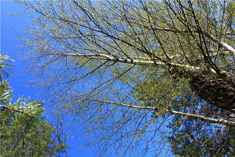 Прогулка Софи. Lati HoneyBee New Mystic Sophie | Бэйбики Прогулка Софи. Lati HoneyBee New Mystic Sophie (фото 7)