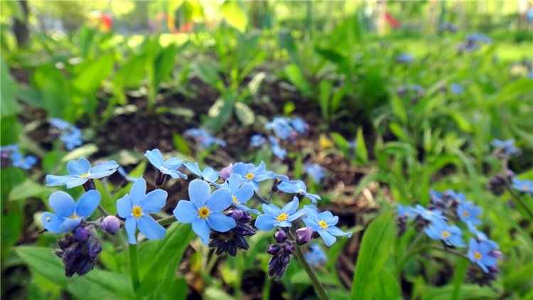 Просто Весна — Красивая природа и цветы: фото пейзажей