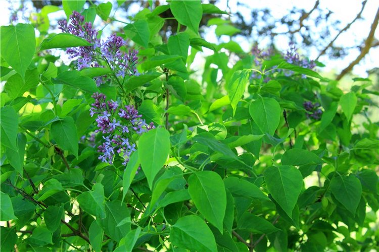 Иванишинская сосна — Культура