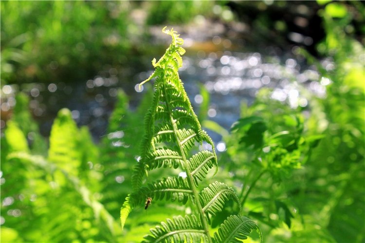 Затерянный Мир — Красивая природа и цветы: фото пейзажей (фото 5)