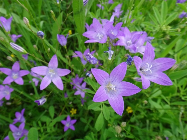 Ромашковый Июнь — Куклы Meadow dolls (Медовушки): BJD (БЖД) (фото 2)