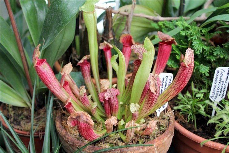 Тверской Ботанический Сад