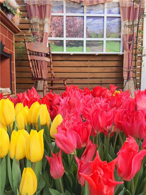 Выставка тюльпанов в Твери