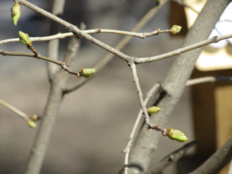 Пробуждение весны — Куклы Takara Tomy (Такара): Licca (Ликка)