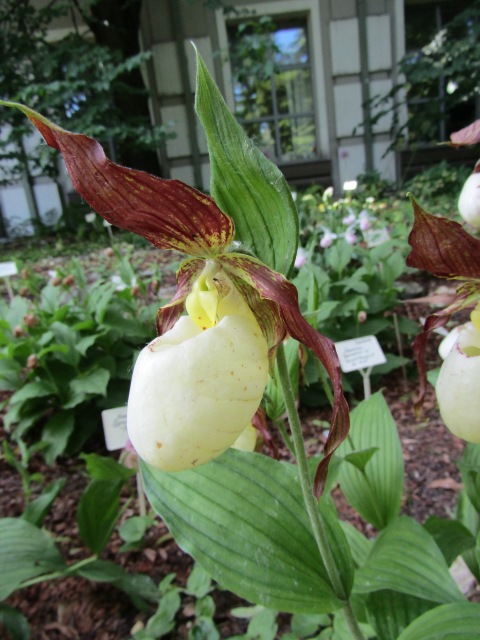 Тони Старк: приключения без брони. И снова Аптекарский огород | Бэйбики Тони Старк: приключения без брони. И снова Аптекарский огород (фото 4)