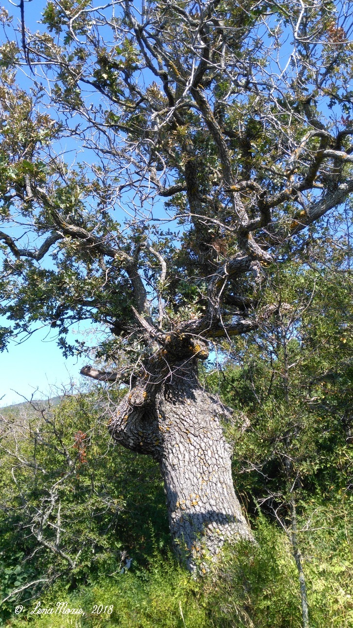 Kidz' тур. Юлино лето — Куклы Kidz'n'Cats (Соня Хартман): шарнирные 46 см