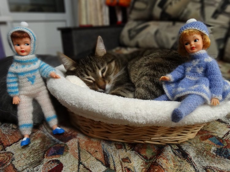 Кото-фото — В мире животных: смешные фото питомцев и зверей