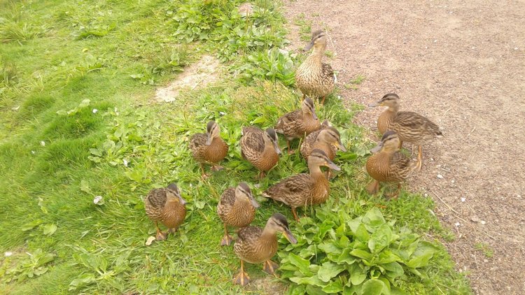 Наше лето, часть 1 — Куклы и тела Obitsu (Обитсу): 1/6