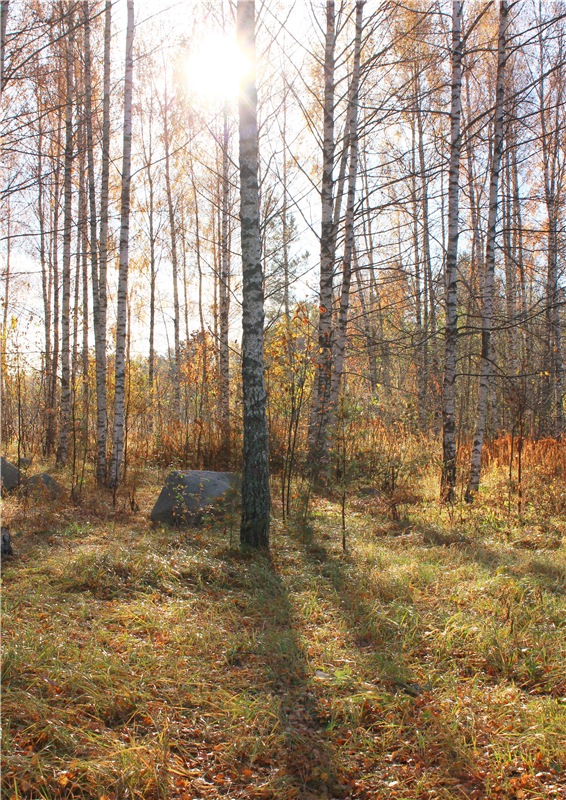 Ромашковый октябрь. Zwergnase Mischa