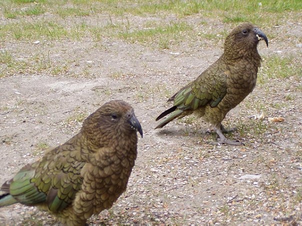 Увлекательное путешествие по Новой Зеландии