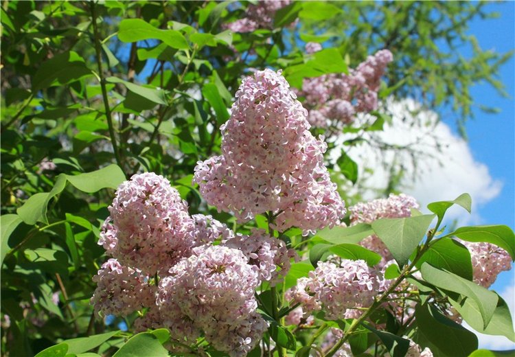Я к Вам лечу воспоминаньем...Пушкинский праздник поэзии в Берново, 2019 год