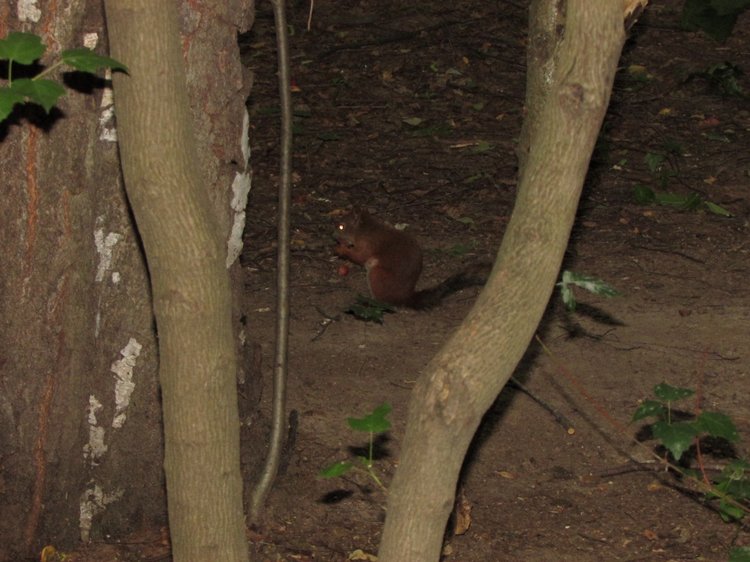 Веселое путешествие по Парку Измайлово