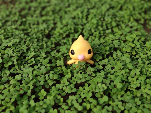 Попугайчик Kotoribir — Коллекционные куклы разных авторов (Разное): редкие бренды (фото 7)