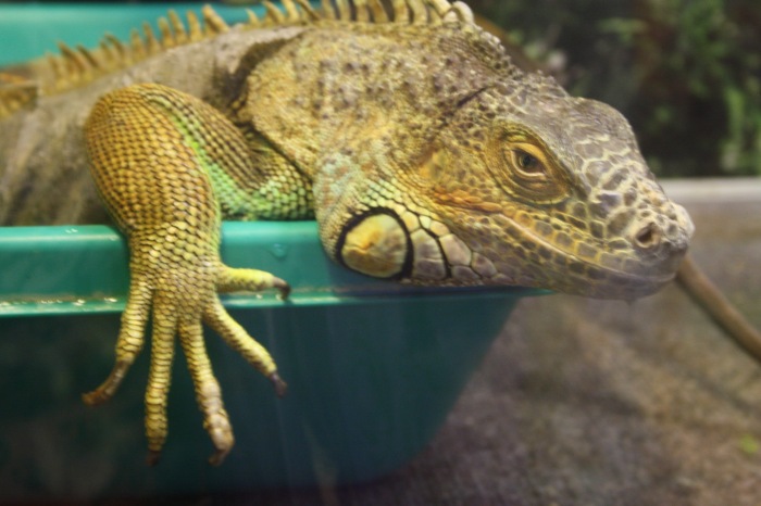 Псков. Эколого-биологический центр. Часть 1