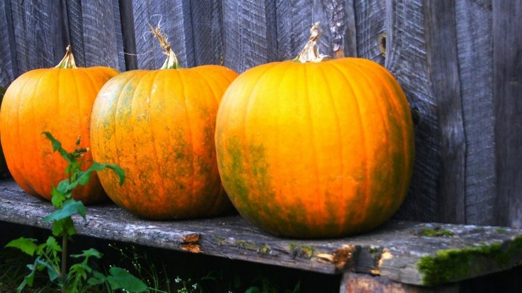 Лето - это маленькая жизнь