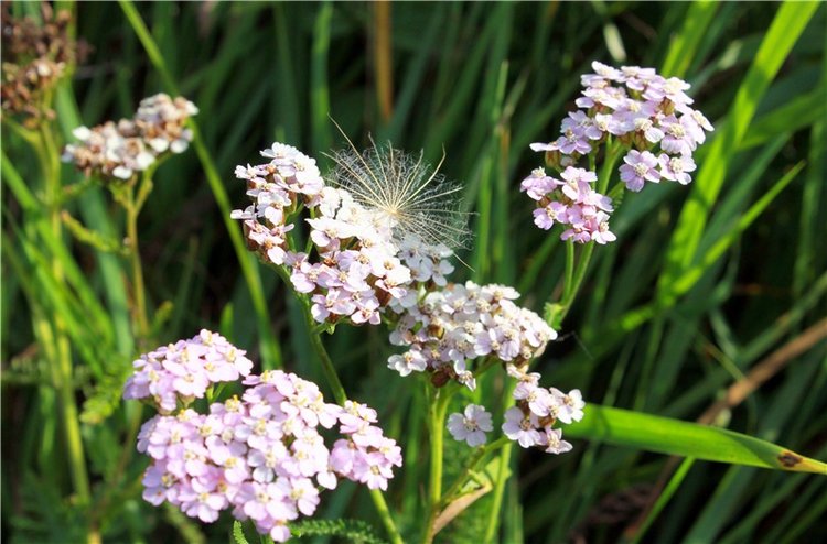 Странница во времени — Антикварные куклы Simon & Halbig (S&H): Симон Хальбиг
