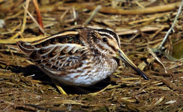 Самые интересные и редкие виды птиц - профессиональные фотографии (выпуск 3)