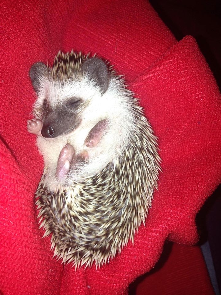 Любительские фотографии Ежей (выпуск 1) | Бэйбики Любительские фотографии Ежей (выпуск 1)