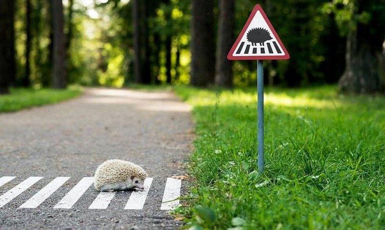 Любительские фотографии Ежей (выпуск 1) | Бэйбики Любительские фотографии Ежей (выпуск 1)