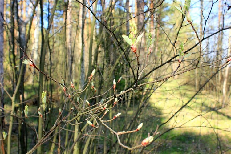 Долгая дорога к Волге. Custom Blythe Doll UFO Go Go Takara