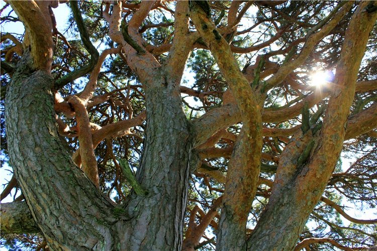 Иванишинская сосна — Культура